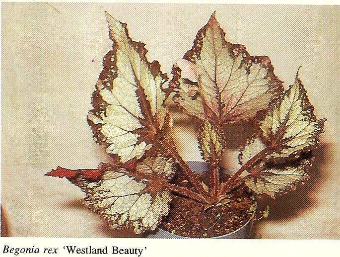 B. ‘Westland Beauty’